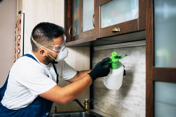 Best Residential Pest Control  in Phelan, CA