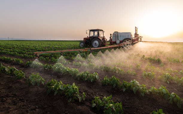 Best Local Pest Control Services  in Phelan, CA