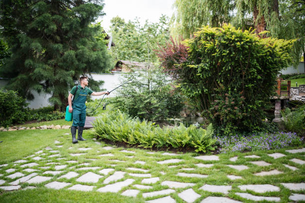 Best Affordable Pest Control Services  in Phelan, CA