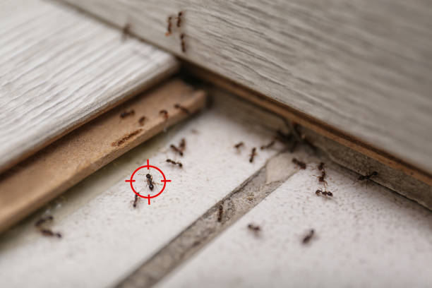 Best Best Pest Control Companies  in Phelan, CA