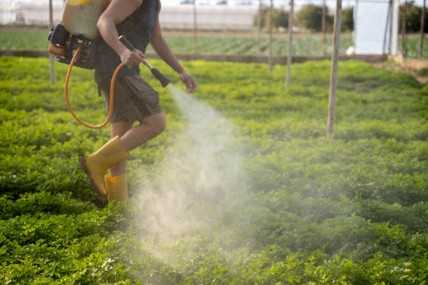 Best Pest Control for Restaurants  in Phelan, CA