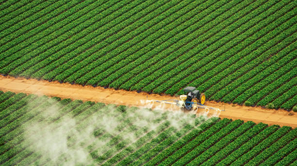 Best Pest Prevention Services  in Phelan, CA