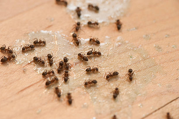 Best Wildlife Control Services  in Phelan, CA
