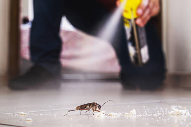 Best Best Pest Control Companies  in Phelan, CA