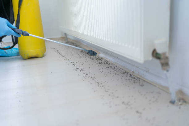 Pest Control for Restaurants in Phelan, CA
